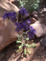 Phacelia howelliana