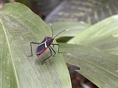 Leptoscelis tricolor