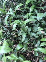 Ruscus