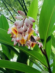 Alpinia
