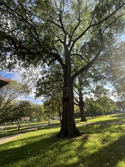 Ulmus glabra