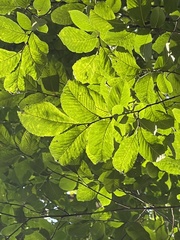 Ulmus glabra