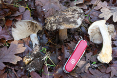 Glaucopodes