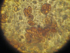Glaucopodes