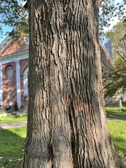 Ulmus glabra