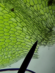 Plagiomnium ellipticum