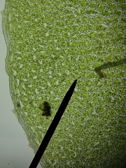 Plagiomnium ellipticum