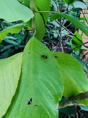 Leptoscelis tricolor