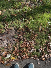 Ulmus glabra