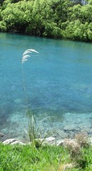 Austroderia richardii
