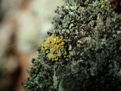 Chaenotheca phaeocephala