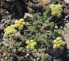 Lomatium dasycarpum