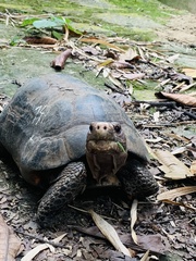 Chelonoidis carbonarius