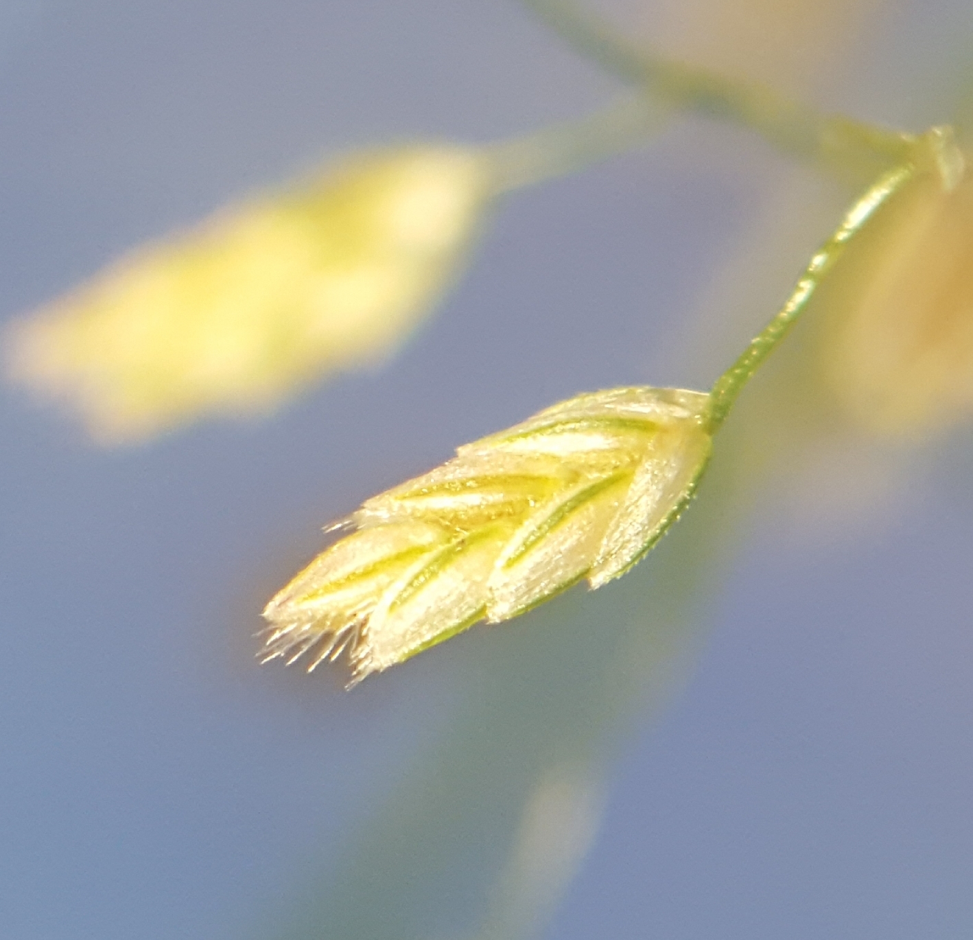 (c) François Rousseu, certains droits réservés (CC BY-NC) https://www.inaturalist.org/observations/98223950