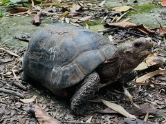 Chelonoidis carbonarius