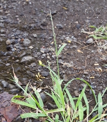Eragrostis tenella insularis