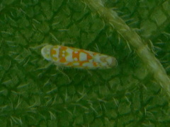 Protalebra nexa