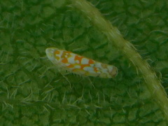Protalebra nexa