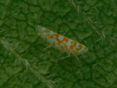 Protalebra nexa