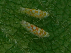 Protalebra nexa