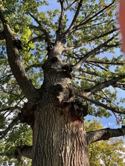 Quercus macrocarpa