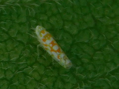 Protalebra nexa
