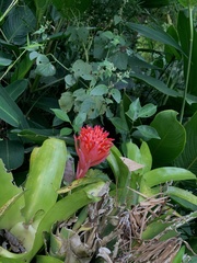 Billbergia pyramidalis