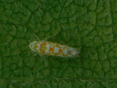 Protalebra nexa