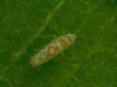 Protalebra nexa