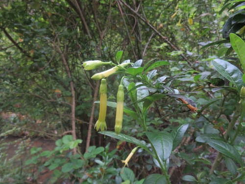 Image of Vestia foetida by (c) Bruno Avilez, some rights reserved (CC BY)