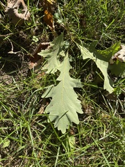 Quercus macrocarpa