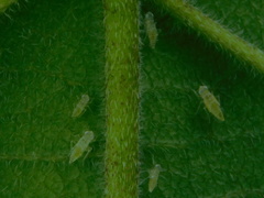 Protalebra nexa