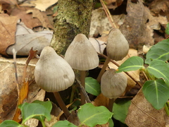 Mycena polygramma