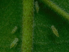 Protalebra nexa