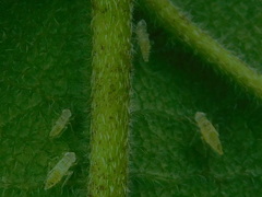 Protalebra nexa