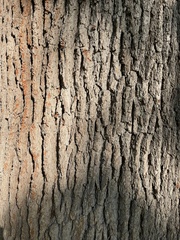 Quercus macrocarpa