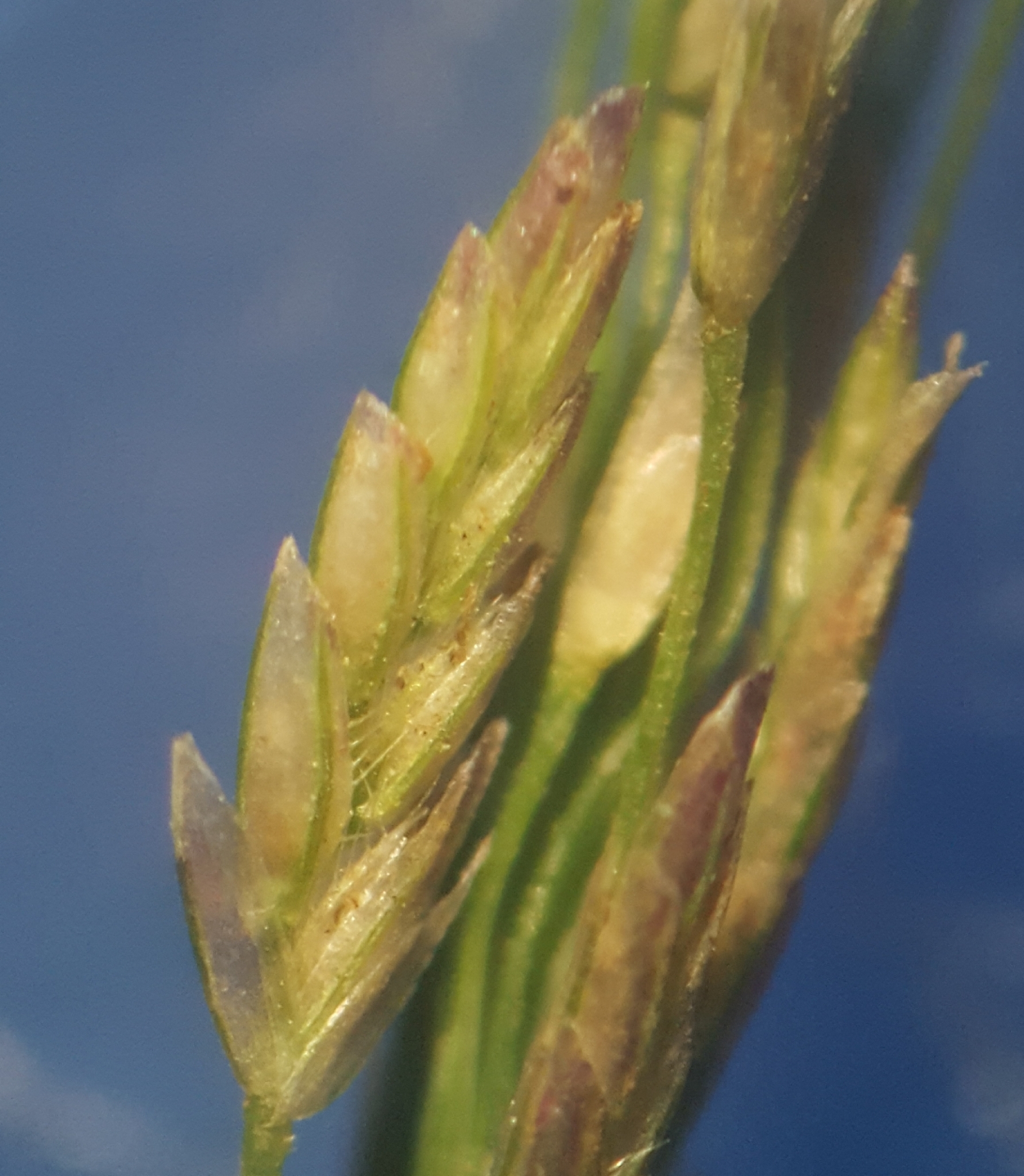 (c) François Rousseu, certains droits réservés (CC BY-NC) https://www.inaturalist.org/observations/98224125