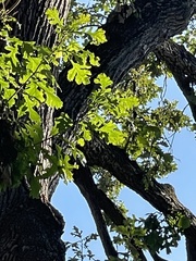 Quercus macrocarpa