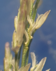 Eragrostis tenella insularis