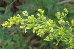 Rhopalomyia s-altissima-cone-gall gall