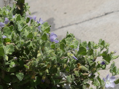 Cristaria integerrima integerrima