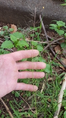 Sporobolus tenuissimus