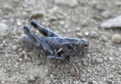 Oedaleonotus phryneicus