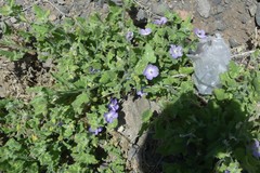 Cristaria integerrima integerrima