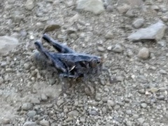 Oedaleonotus phryneicus