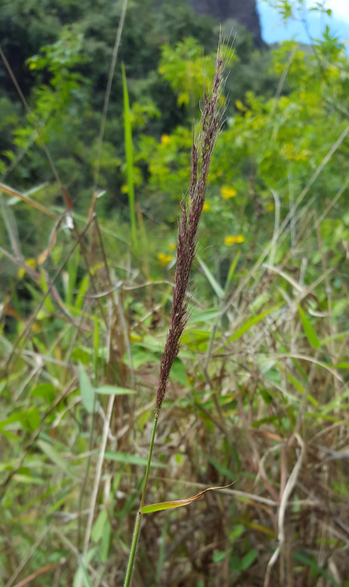 (c) François Rousseu, certains droits réservés (CC BY-NC) https://www.inaturalist.org/observations/98224405
