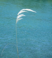 Austroderia richardii