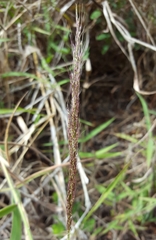 Melinis minutiflora