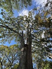 Quercus bicolor
