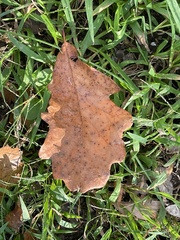 Quercus bicolor